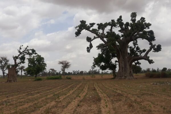 Ngueme Senegal, 2021